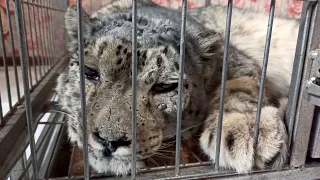 Shot, Then Rescued, Kyrgyz Snow Leopard Begins Recovery