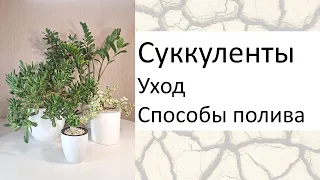 Суккуленты. Основные правила ухода. Разные способы полива