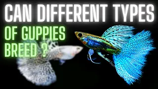 Guppy Fish Care – Can Different Types of Guppies Breed ?