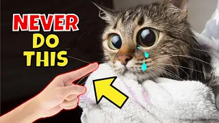 21 Things You Should NEVER Do to Your Cat (#3 is 💩)