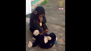 Baby chimpanzees like Matiaba learn almost everything from their mums, but his mother was killed.