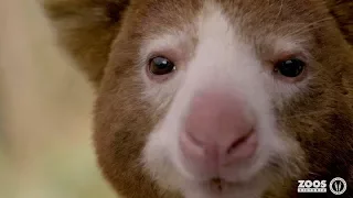 Saving the Matschie’s Tree-kangaroo