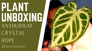 Plant Unboxing - Anthurium Crystal Hope