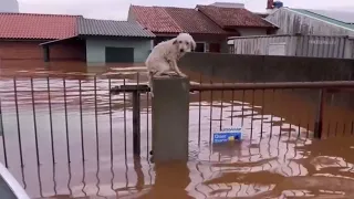 Esperança Para Cachorros Deixados Para Trás na Enchente no Rio Grande do Sul