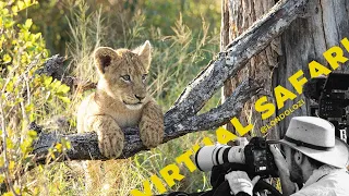 There are More Lion Cubs- Virtual Safari #156