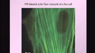 Novel Uses of Femtosecond Laser Pulses in Biophotonics - SPIE Photonics West 2011