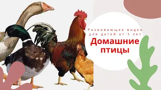 ДОМАШНИЕ ПТИЦЫ.🐓🐥 Развивающее видео для детей от 3 лет. Домашние птицы для детей. Раннее развитие