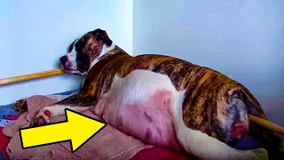 Dog Refuses To Give Birth, Vet Sees Ultrasound And Instantly Pulls Out Phone