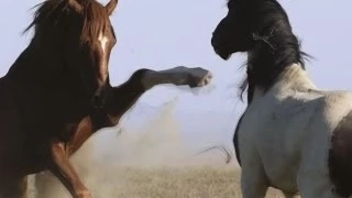 Horses - majestic beauty, grace and power