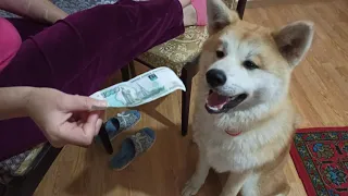 Собака пробует деньги на вкус / собака деньги / собака  обжора