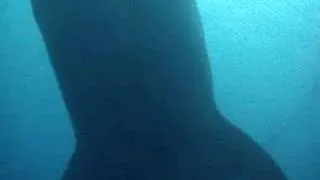 Whale Shark in Okinawa 9