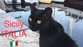 (subtitles) I met some stray cats in Sicily  🇮🇹   시칠리아 에서 만난 길냥이들   🇮🇹    私はシチリア島で野良猫に会った