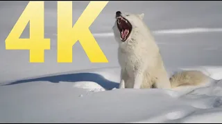 8kMajestic Winter Wildlife in 4K HDR 🐺❄️Arctic Wolves, Foxes and More | Relax Music 4K Screensaver