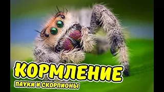 кормление скорпионов и паука