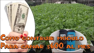 como se construye un módulo NFT para producir $600 al mes con cilantro