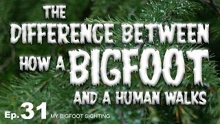 My Bigfoot Sighting Episode 31 - The Difference Between How a Bigfoot and a Human Walks