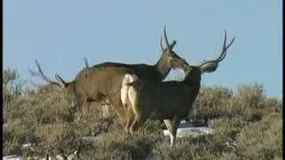 Big Mule Deer Bucks