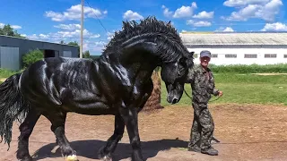 13 des Chevaux les Plus Grands et Puissants de la Planète