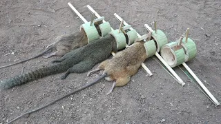 Wild Man: Create Amazing Bamboo Bow Trap for Mouse and Squirrel in the Forest, Eating Delicious Meat