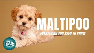 Maltipoo Dog Breed Guide | Dogs 101 - Maltipoo