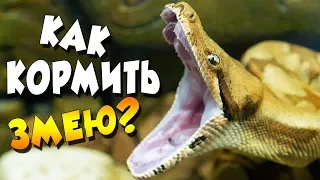 ЧЕМ КОРМИТЬ ЗМЕЮ? 🐍КАК ПРАВИЛЬНО РАЗМОРАЖИВАТЬ КРЫС!?🐁