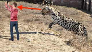 When Jaguars Attack