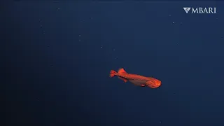 A rare whalefish sighting with ROV Doc Ricketts