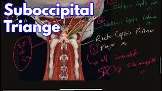 Suboccipital Triangle Muscles, Nerves, and Bony Landmarks