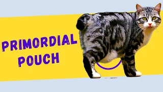 PRIMORDIAL POUCH in CATS 🐱 Why Your Cat Has a Fat Looking or Saggy Belly!