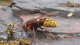 Hornets Vs Wasps || ViralHog