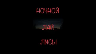 Ночной лай лисы