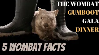 5 facts about wombats! The Wildlife Twins