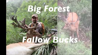Big State Forest Fallow Buck (And a Hectic Stuff Up)