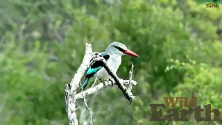 WildEarth - Sunset Safari - 16 March 2020