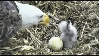 Decorah NN~Eaglet is waiting for food~6:20am 2018/05/19