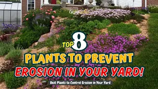 TOP 8 Plants to PREVENT Erosion in Your Yard! 🌿🏡🌱 // Gardening Ideas