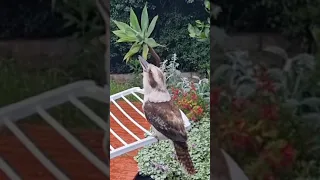 Laughing kookaburra || Laughing Bird || Unbelievable Sound.