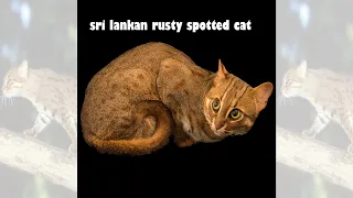 The Rusty-Spotted Cat Baby | Rusty Spotted Cat Sri Lanka | Smallest Cat in the World! | කොල දිවියා