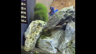 Fluval spec 19L Betta tank