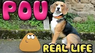 Pou in real life!