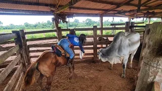 DE CARA COM O MARRUCO!😱 mexendo com gado..