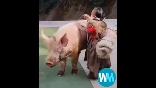 Top 5 hog rider