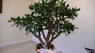The First Pruning Of My Jade Plant To Transform It To A Bonsai