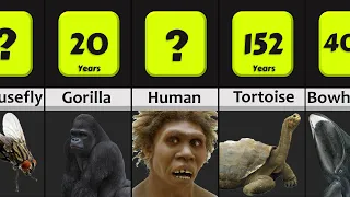 Animal Lifespans Comparison: The Logest Living Animals