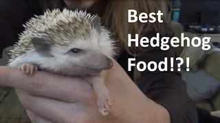 Best Food For Pet Hedgehogs?!?