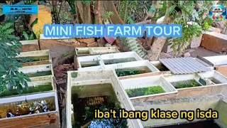 Mini fish farm tour | JLB AQUATICS CHANNEL