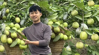 2 Years Alone in Forest. Harvesting Big Guava, Big Banana to market sell. Raise chickens ducklings