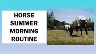 EQUESTRIAN Summer Morning Routine