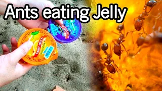 Ants vs Jelly | AntsCambodia Ep 26