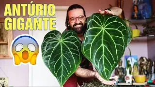 ANTÚRIO - Anthurium magnificum - AROID